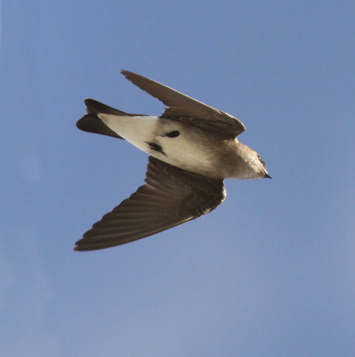 Northern Rough-winged Swallow - Thomas Smith