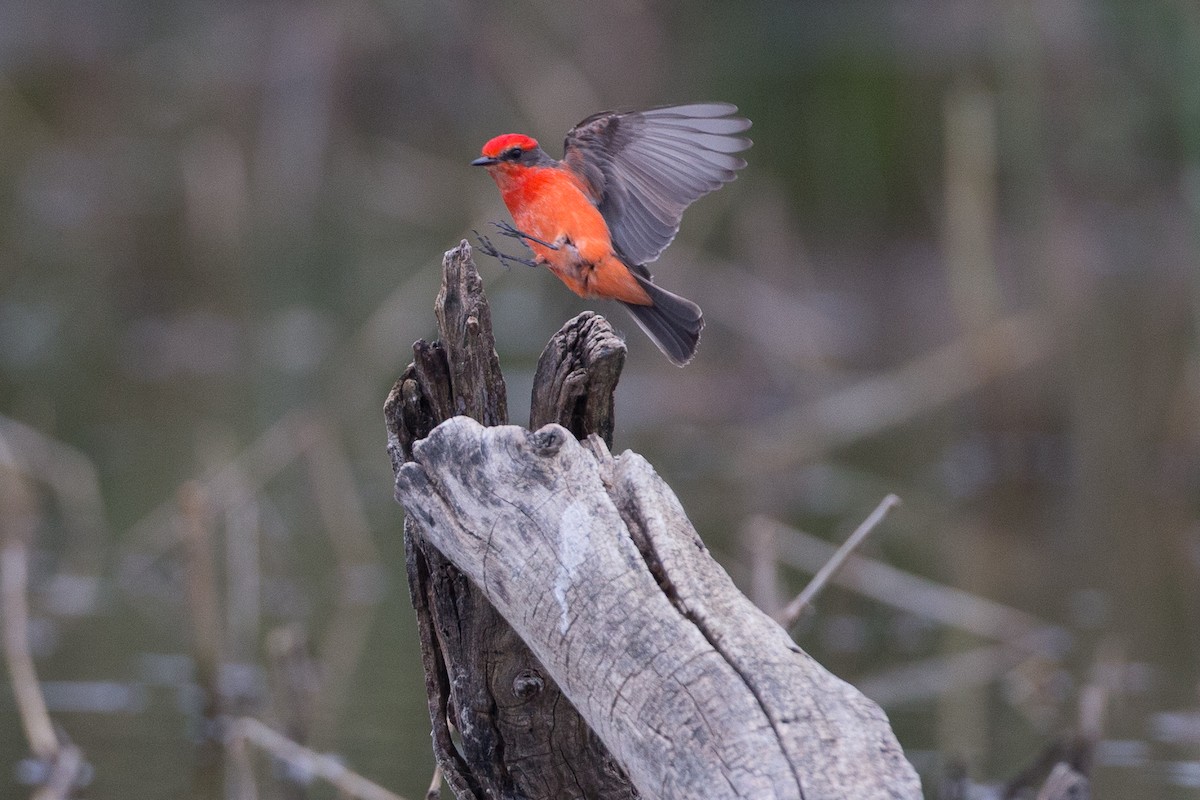 Vermilion Flycatcher - Chris Wood