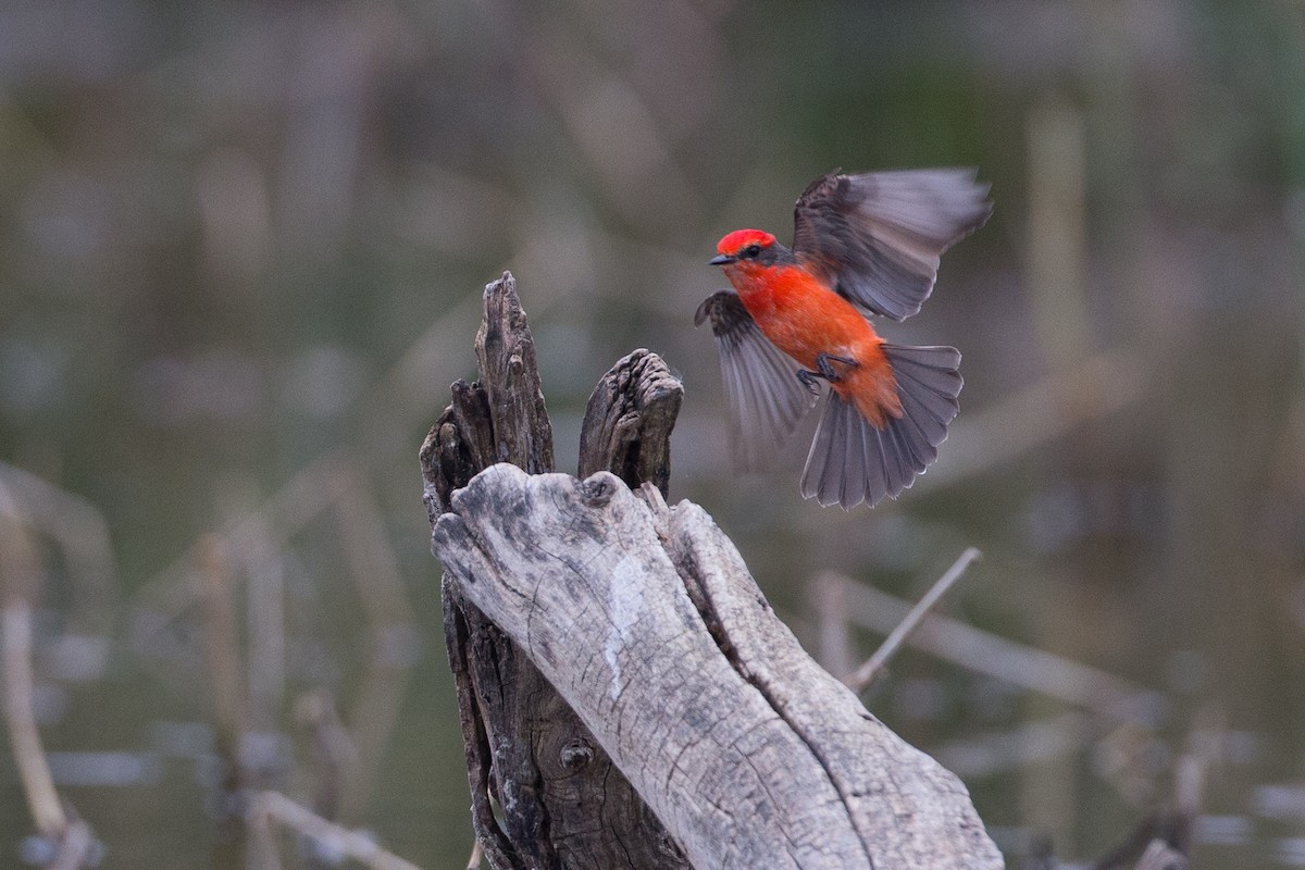 Vermilion Flycatcher - ML22649981