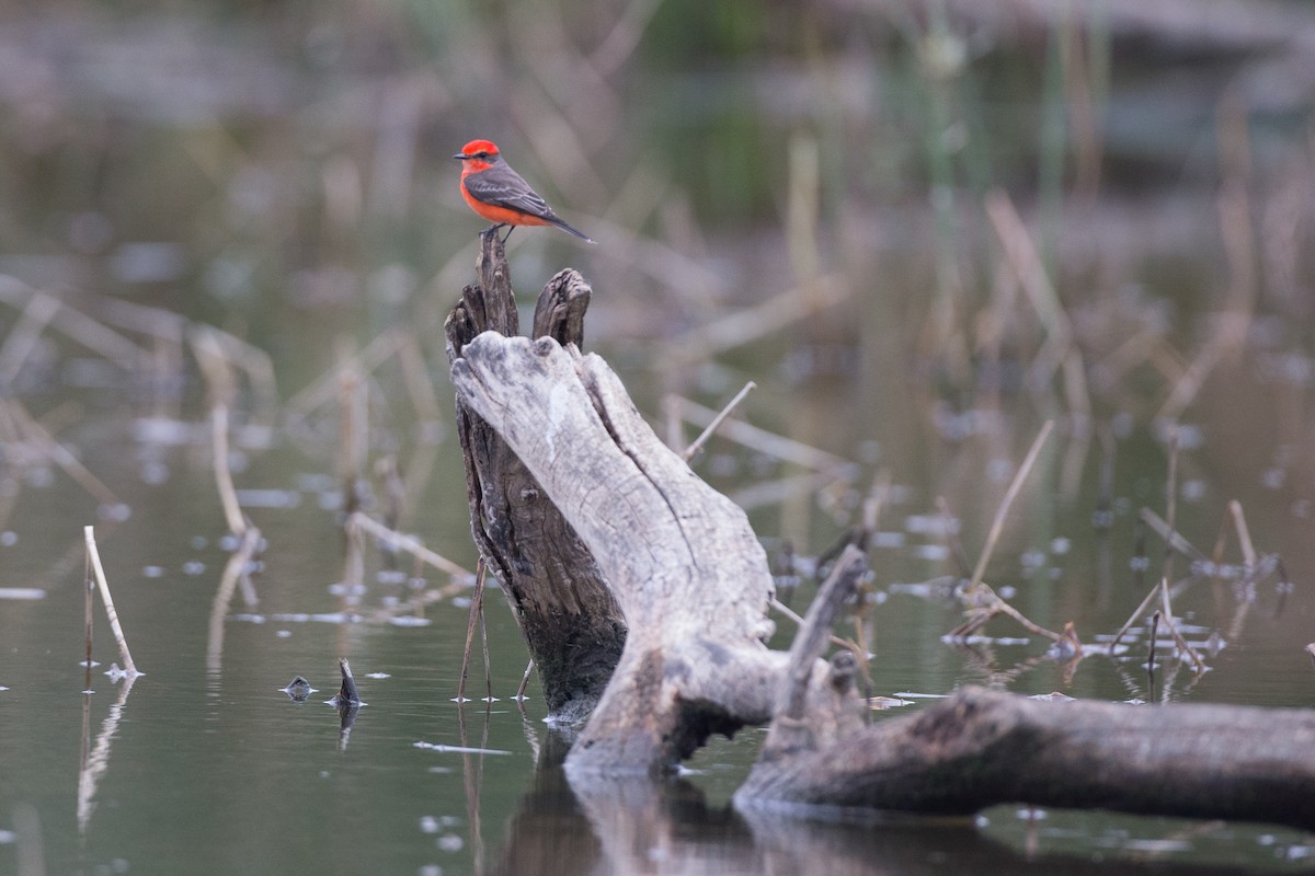 Vermilion Flycatcher - ML22650061