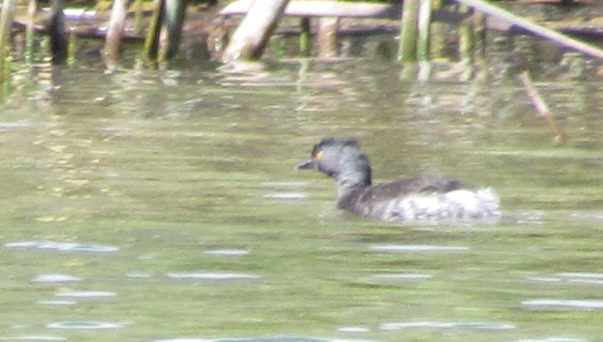 Least Grebe - cynthia arenas