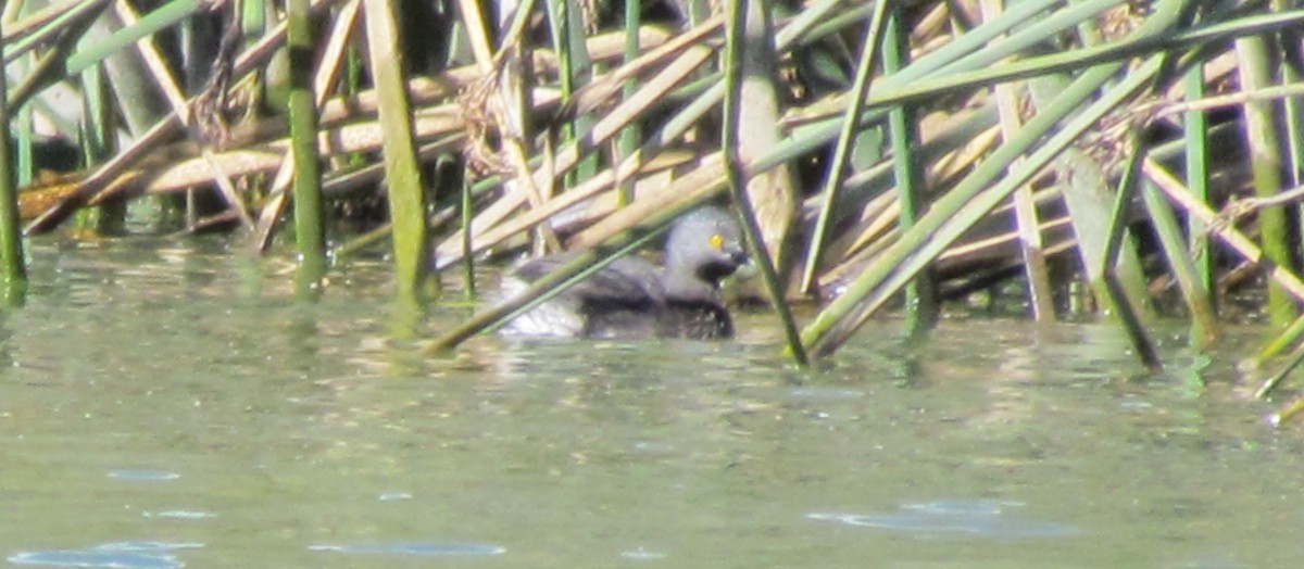 Least Grebe - ML226501561