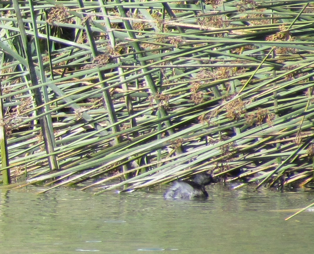 Least Grebe - ML226501681