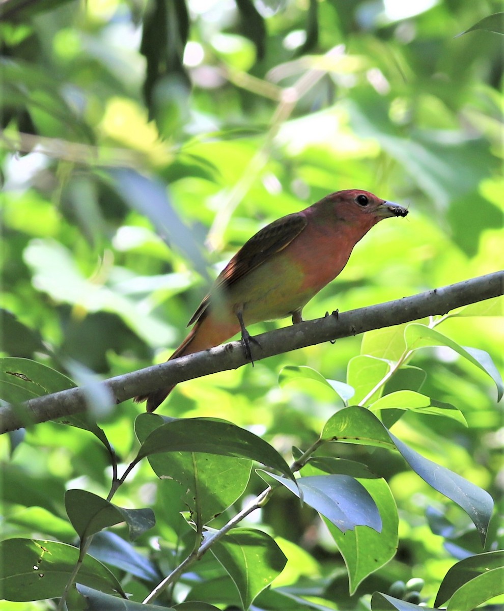 Summer Tanager - ML226504771