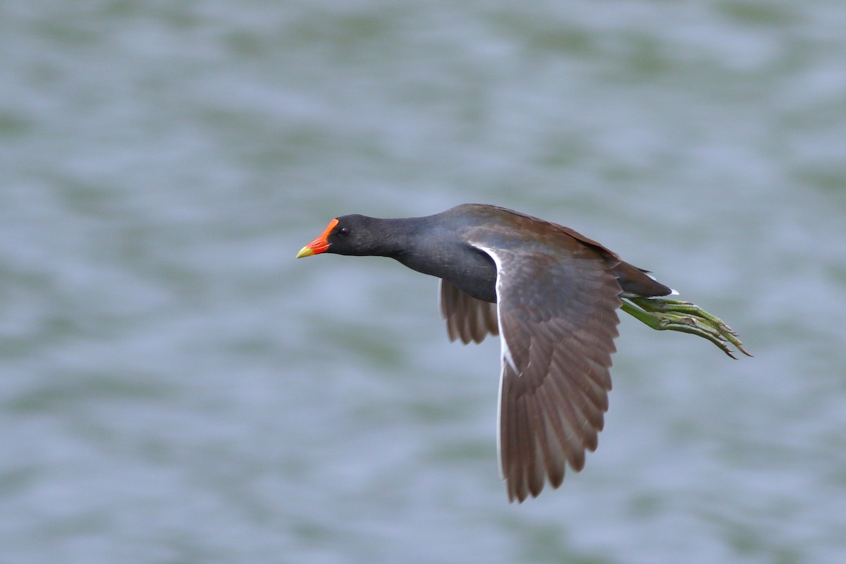 Common Gallinule - ML226506021