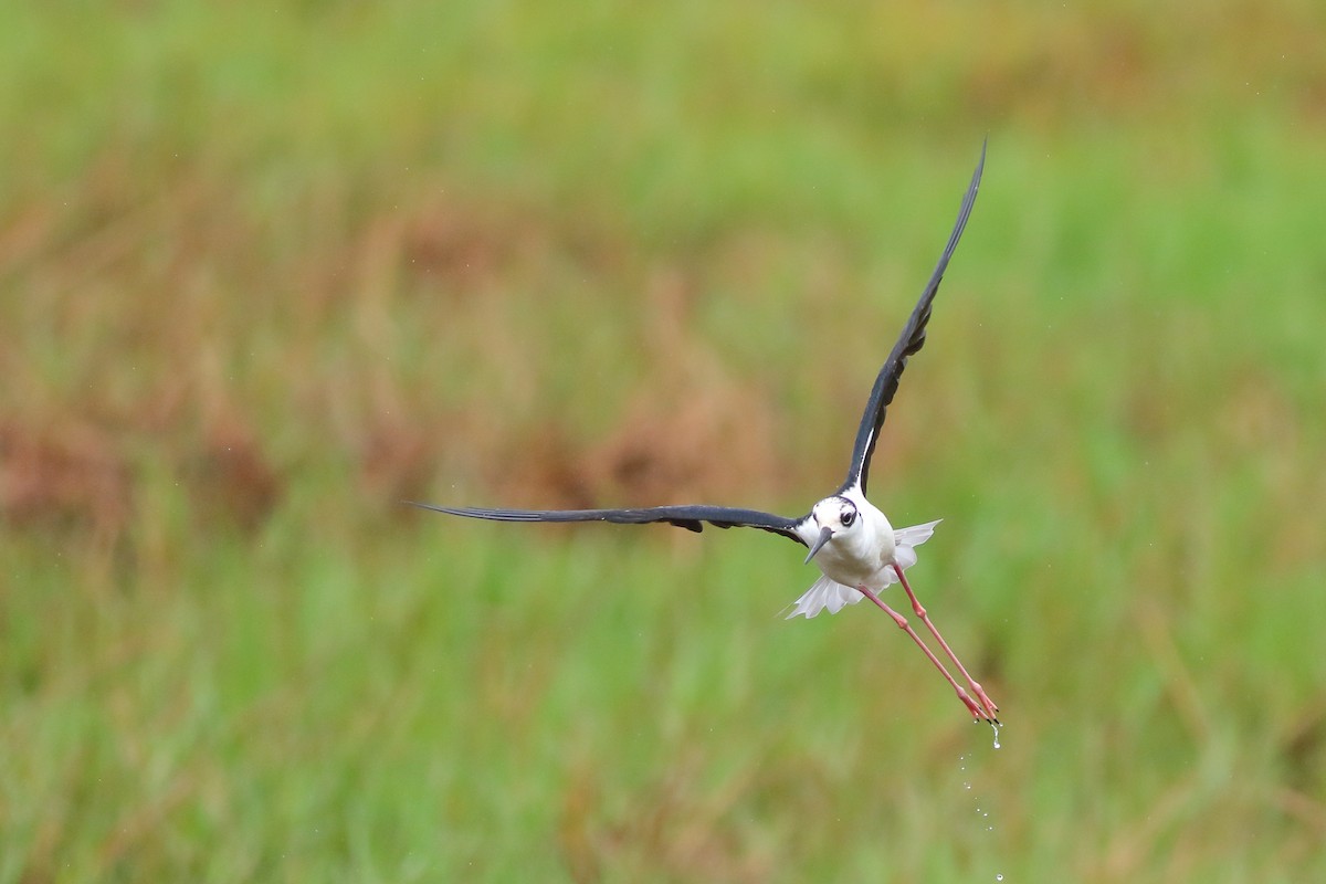 Black-necked Stilt - ML226506091