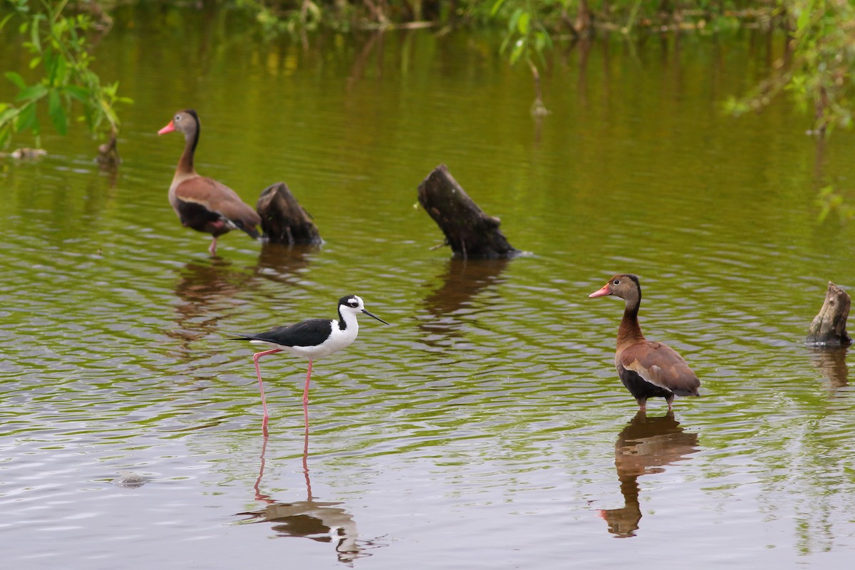 Black-bellied Whistling-Duck - ML226506331