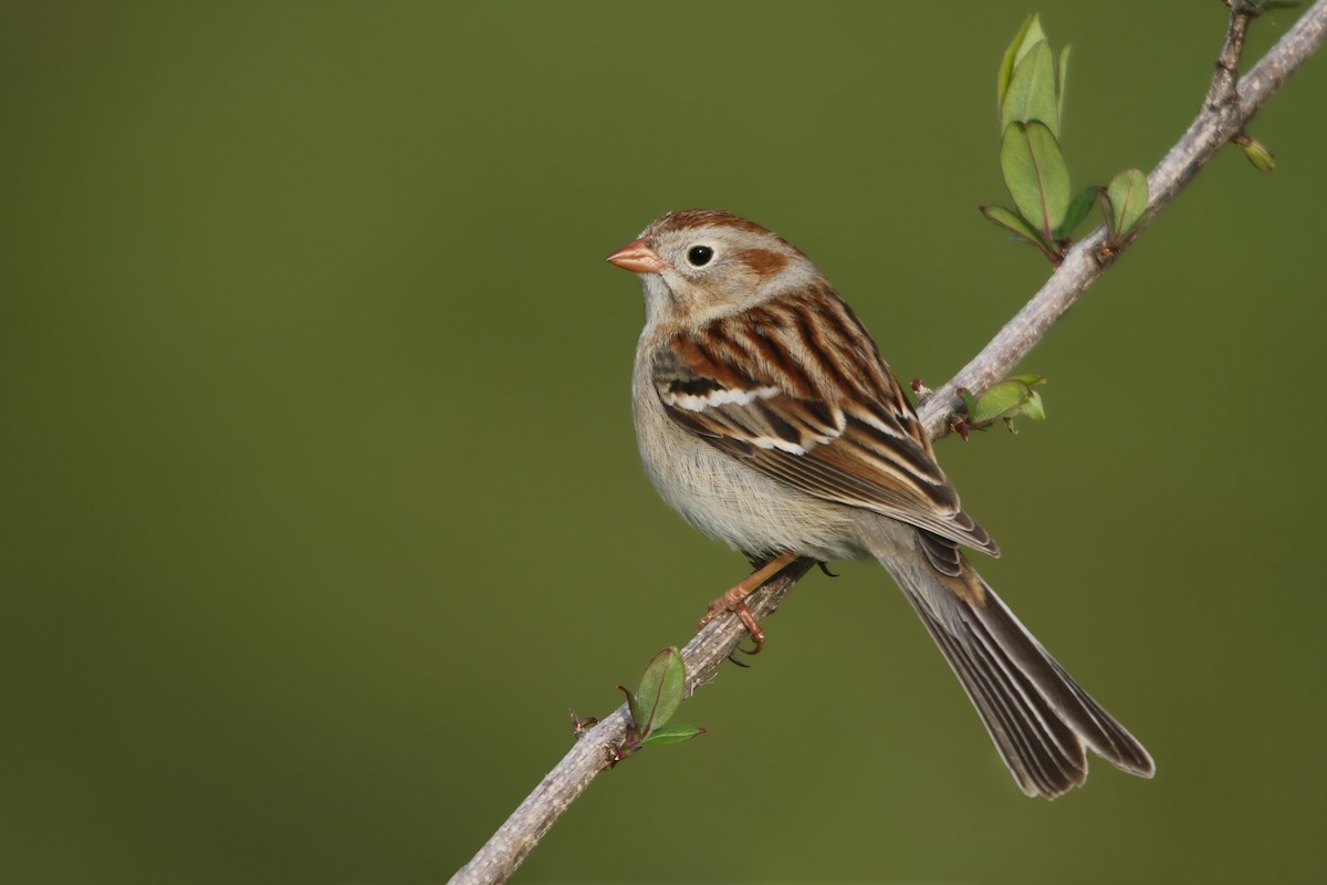 Field Sparrow - ML226506511