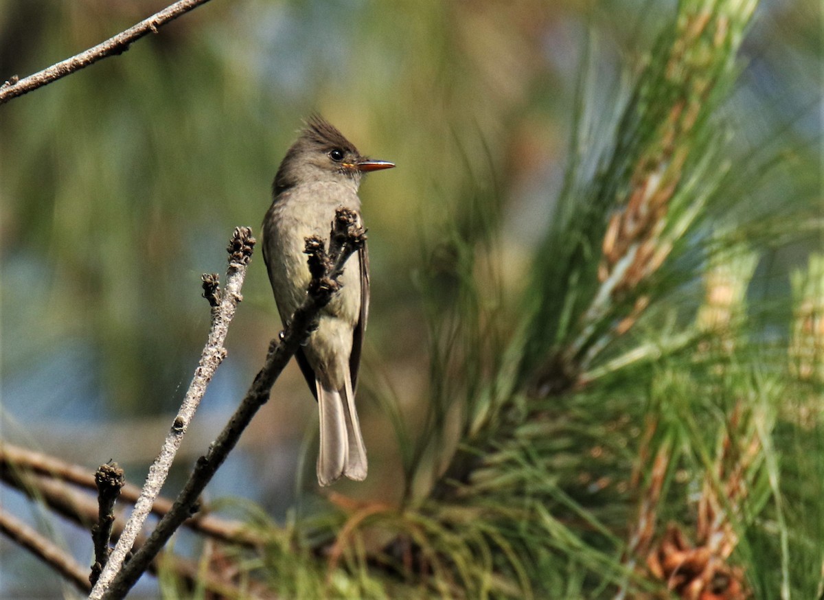 Greater Pewee - ML226506671