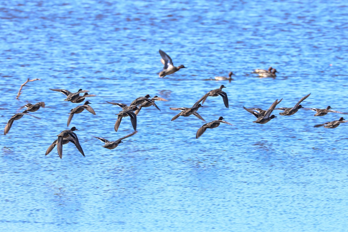 Green-winged Teal - ML226513301