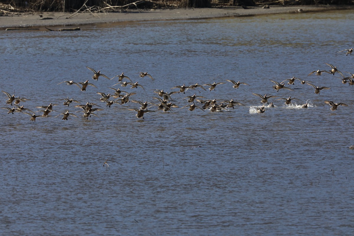 Green-winged Teal - ML226514831