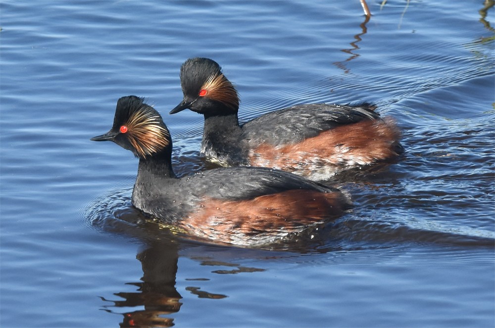 Eared Grebe - ML226515311