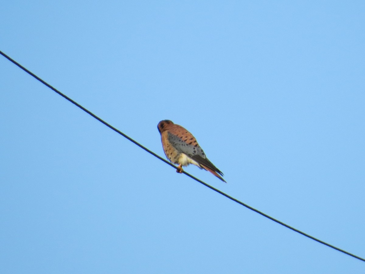 American Kestrel - ML22651551