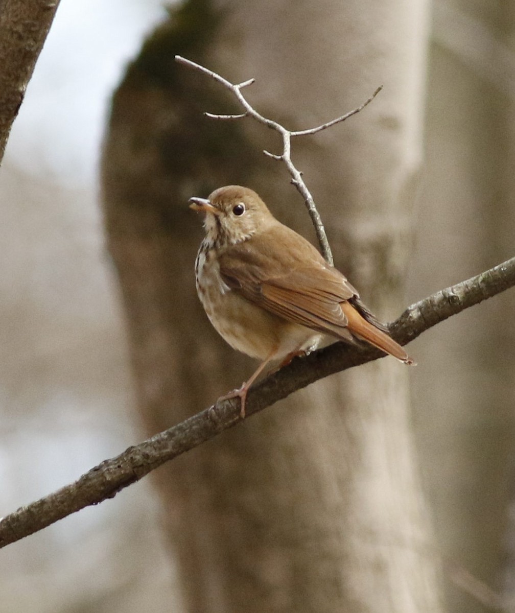 Hermit Thrush - ML226517181