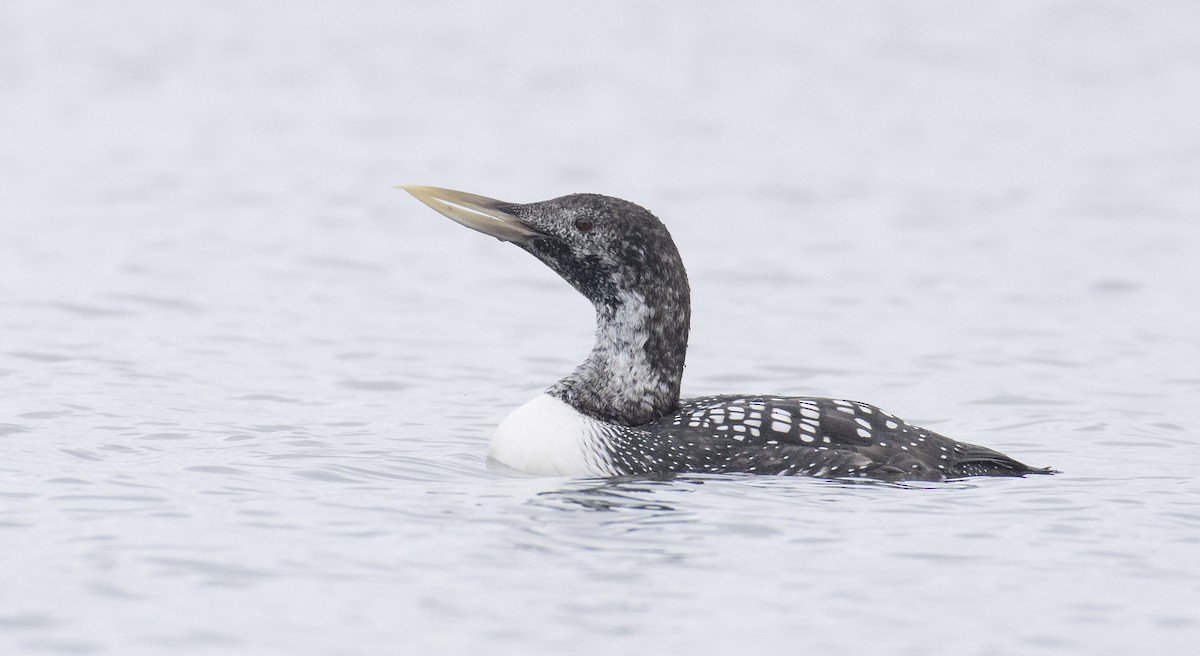 Yellow-billed Loon - ML226517941