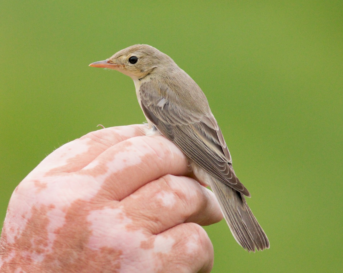 Icterine Warbler - Daniel Branch