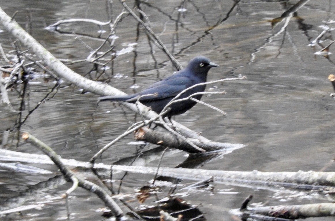 Rusty Blackbird - ML226519661