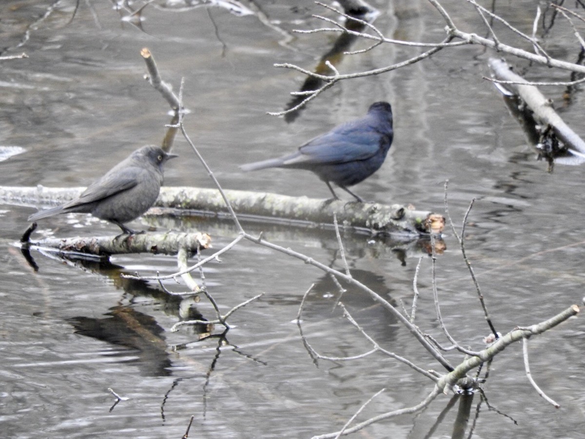 Rusty Blackbird - ML226519671