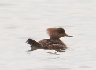 Hooded Merganser - ML226520491