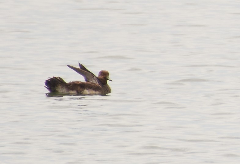 Hooded Merganser - ML226520501