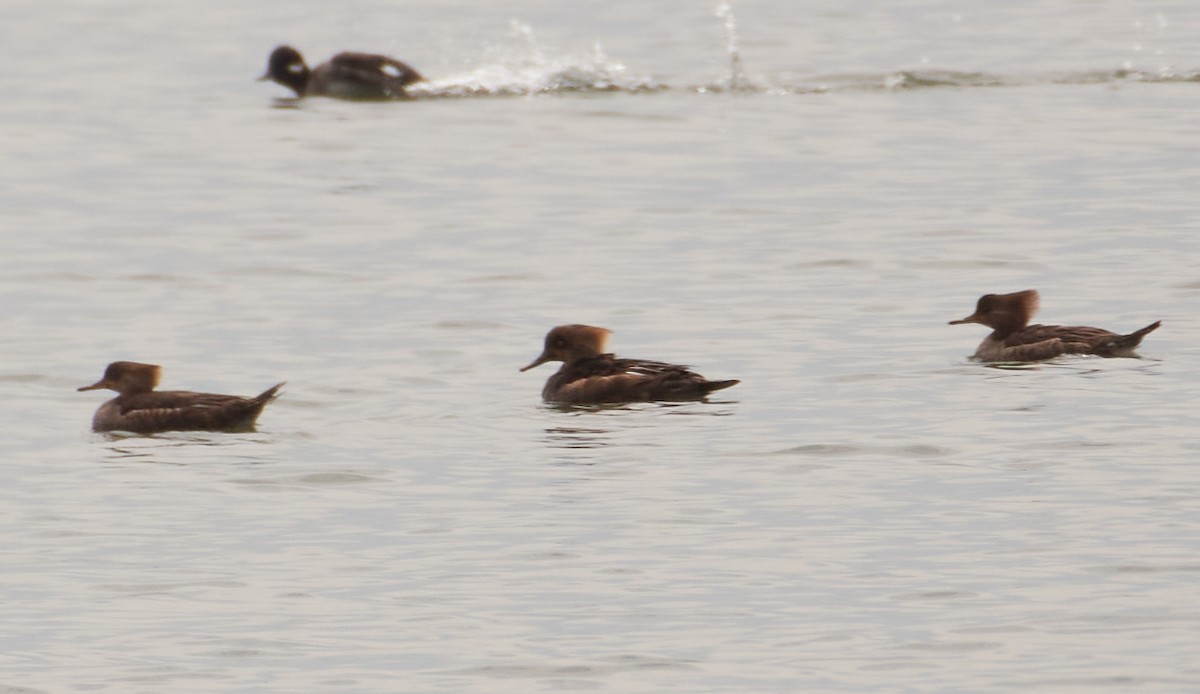 Hooded Merganser - ML226520521