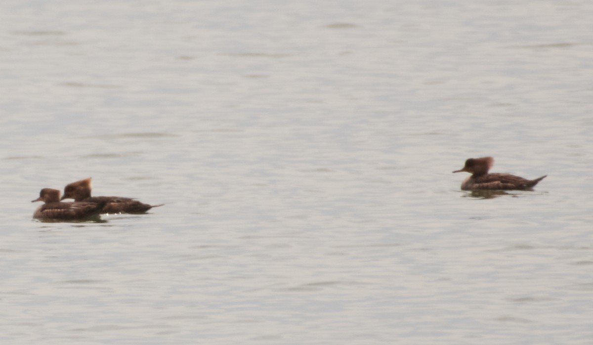 Hooded Merganser - ML226520531