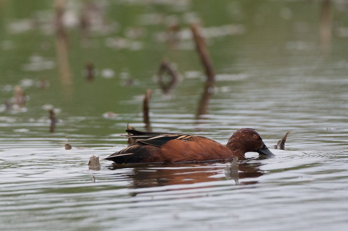 Cinnamon Teal - ML22652061