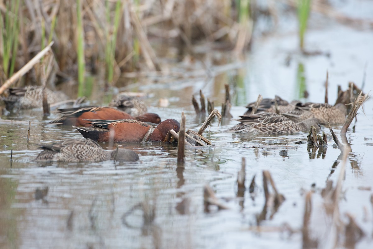 Cinnamon Teal - ML22652201