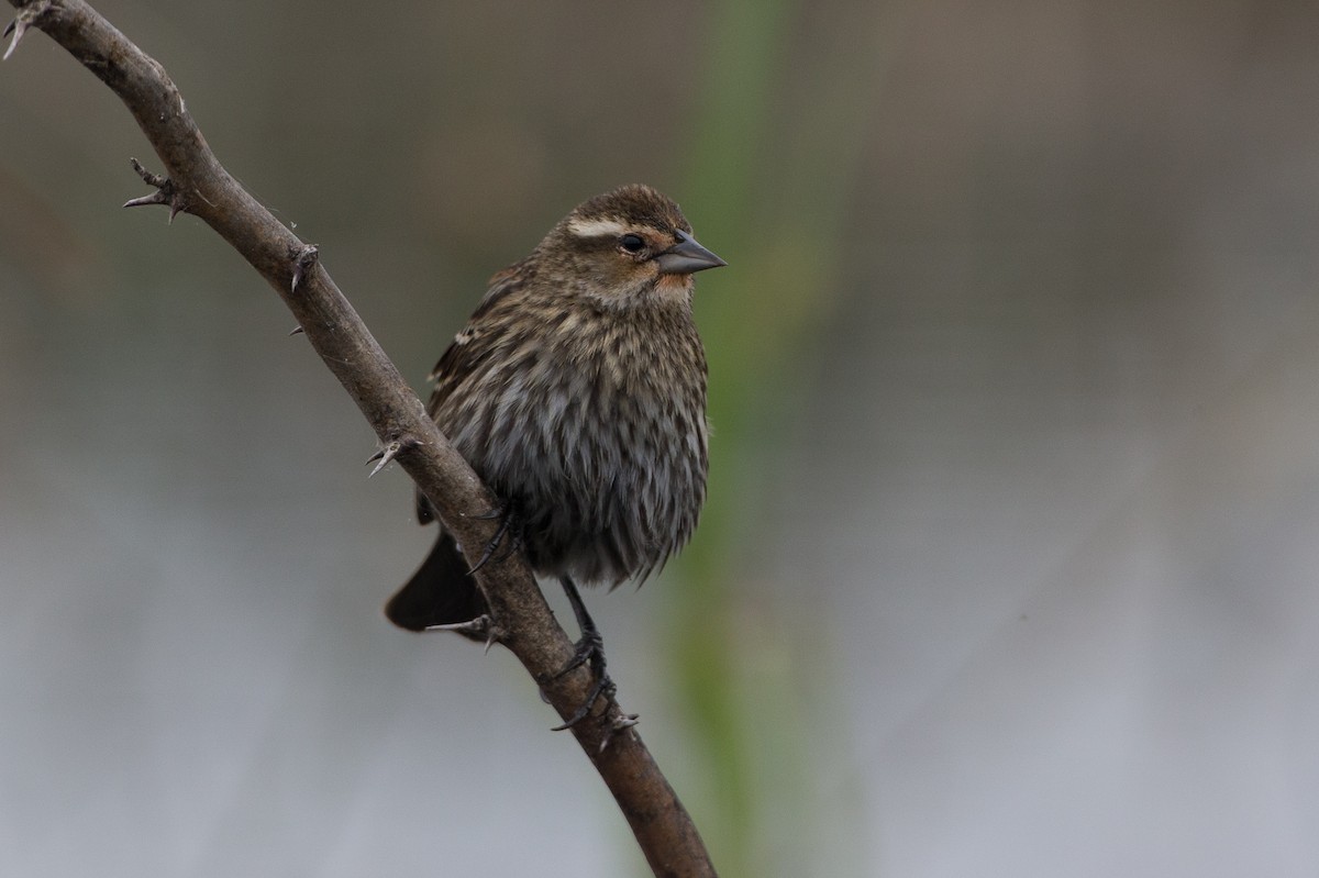 Red-winged Blackbird - ML22652281