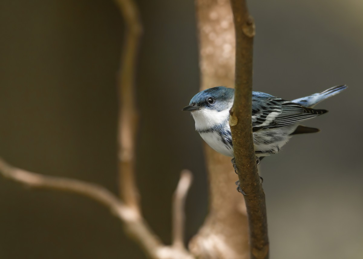 Blauwaldsänger - ML226523231