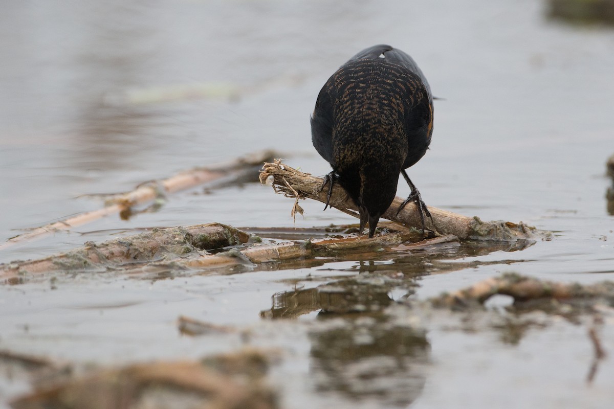 Red-winged Blackbird - Chris Wood