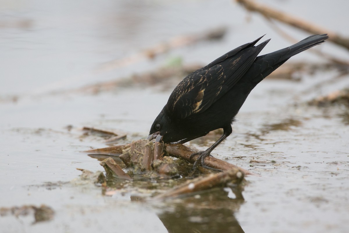 Red-winged Blackbird - ML22652461