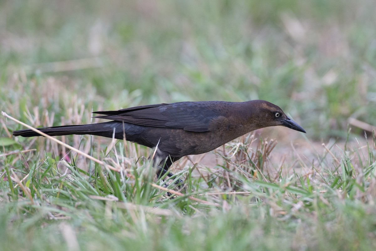 Great-tailed Grackle - Chris Wood