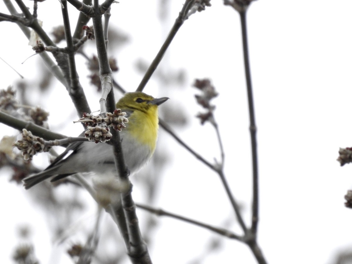 Yellow-throated Vireo - ML226526881