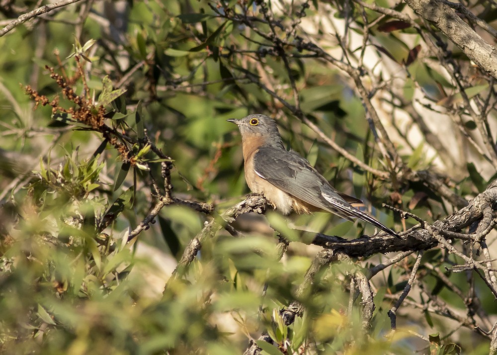 Fan-tailed Cuckoo - ML226527261