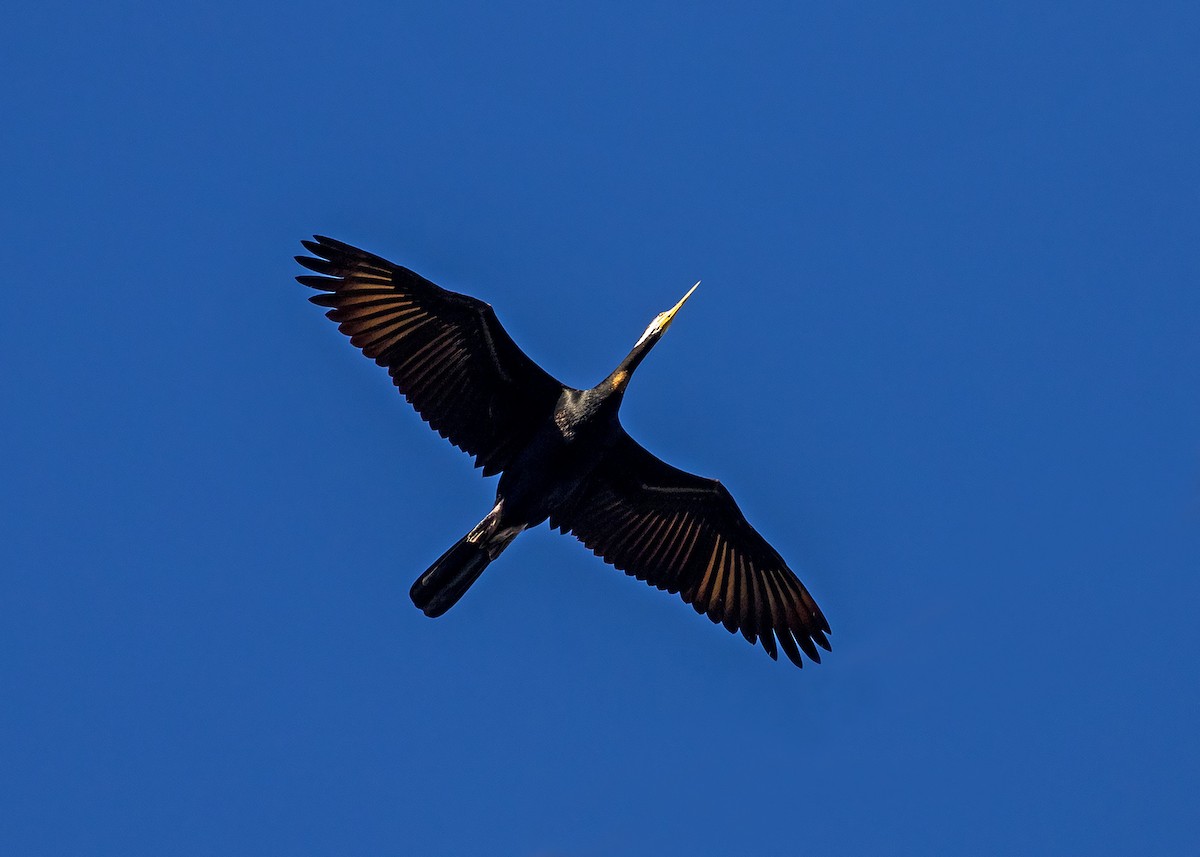 Anhinga Australiana - ML226527701