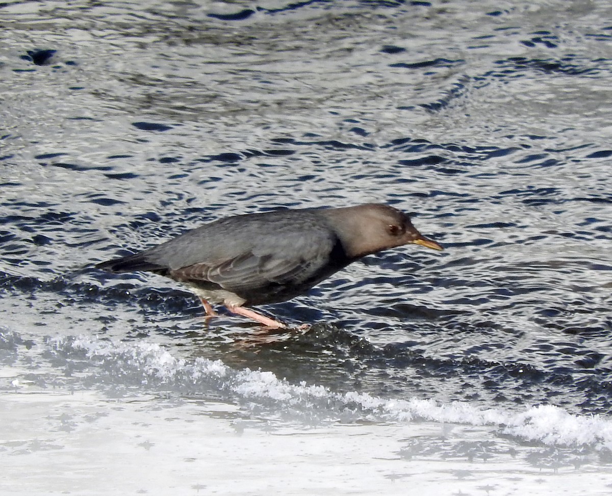 American Dipper - ML22652801