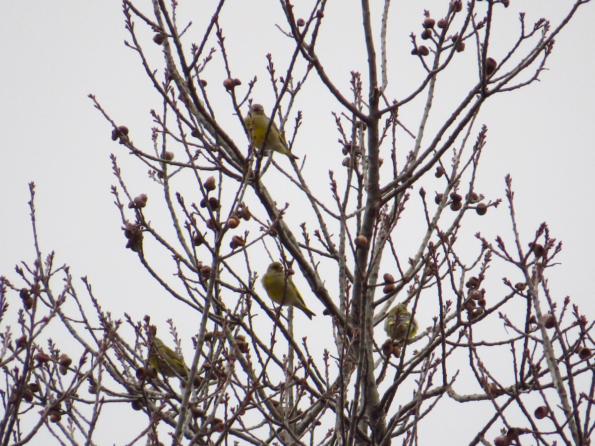 European Greenfinch - ML226528011