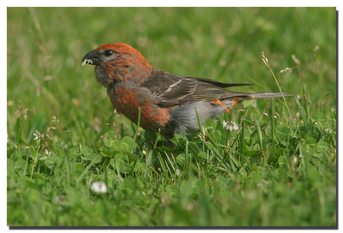 Pine Grosbeak - ML226528181