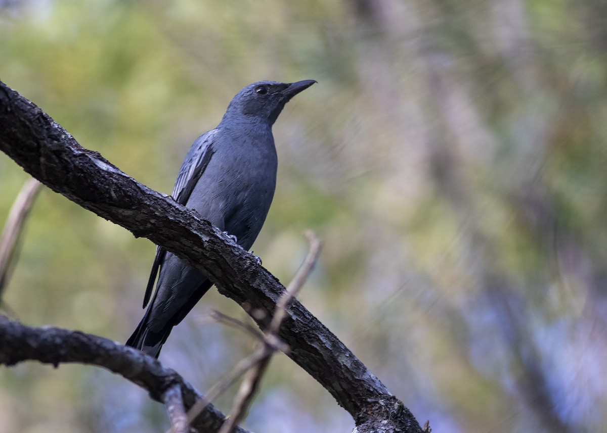 Common Cicadabird - ML226528751