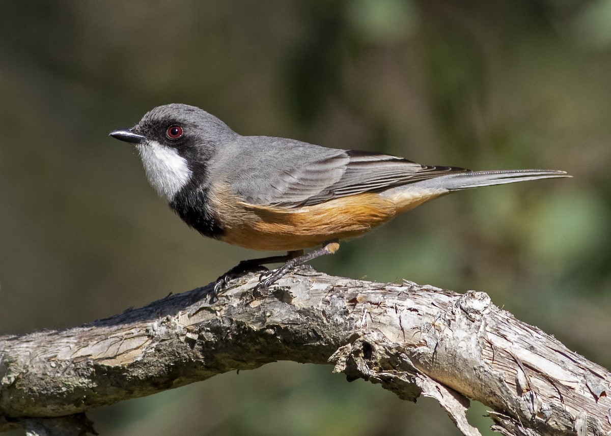 Rufous Whistler - ML226528941