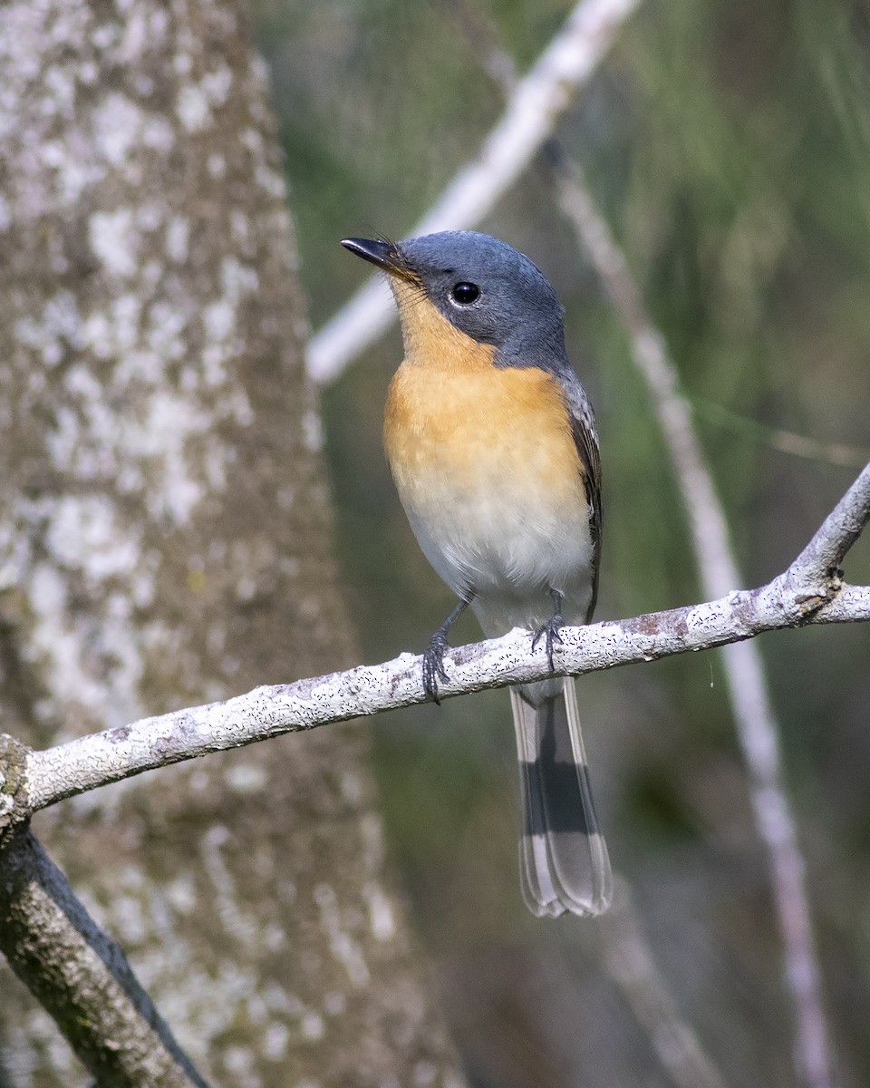 Leaden Flycatcher - ML226529251