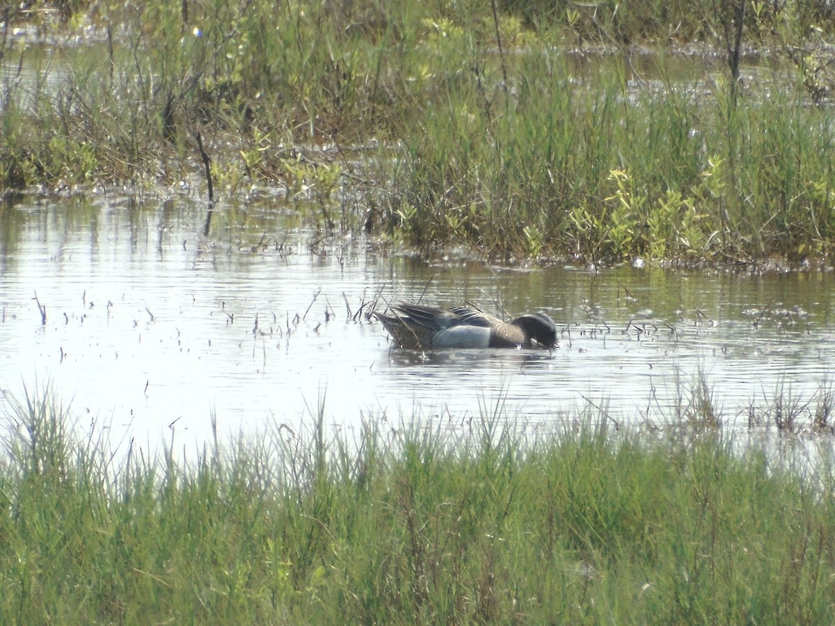 Garganey - ML226530051