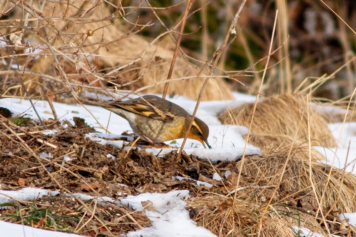 Varied Thrush - Louis Bevier