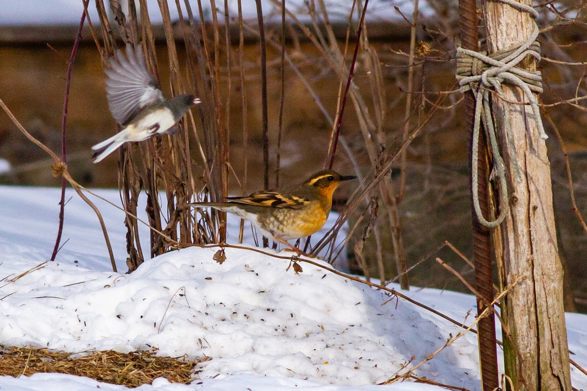 Varied Thrush - ML226530621