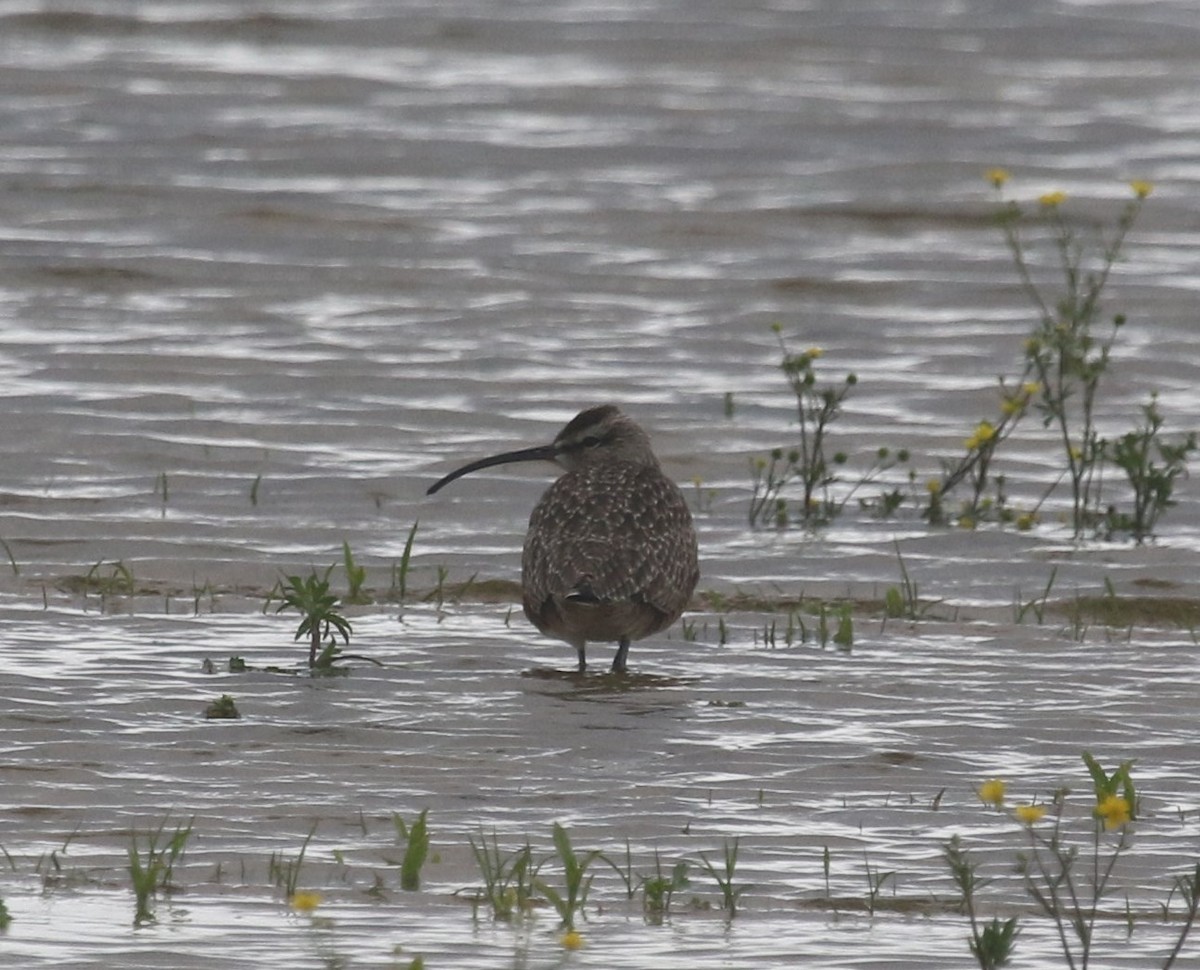 Whimbrel - ML226530881