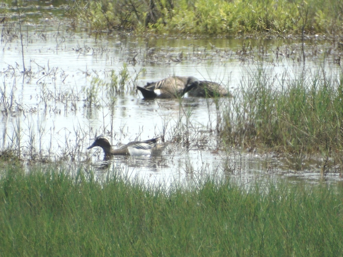 Garganey - ML226531711