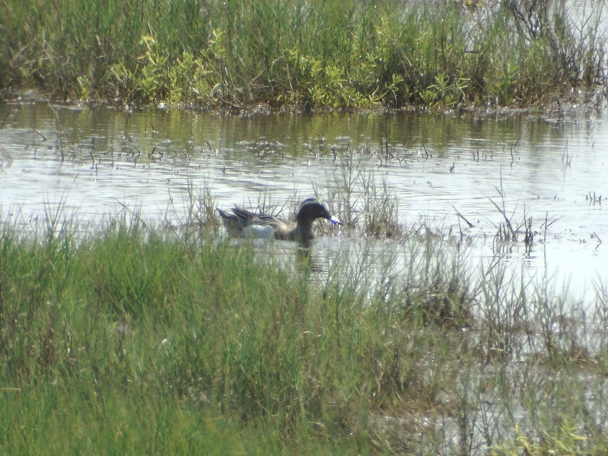 Garganey - ML226531741