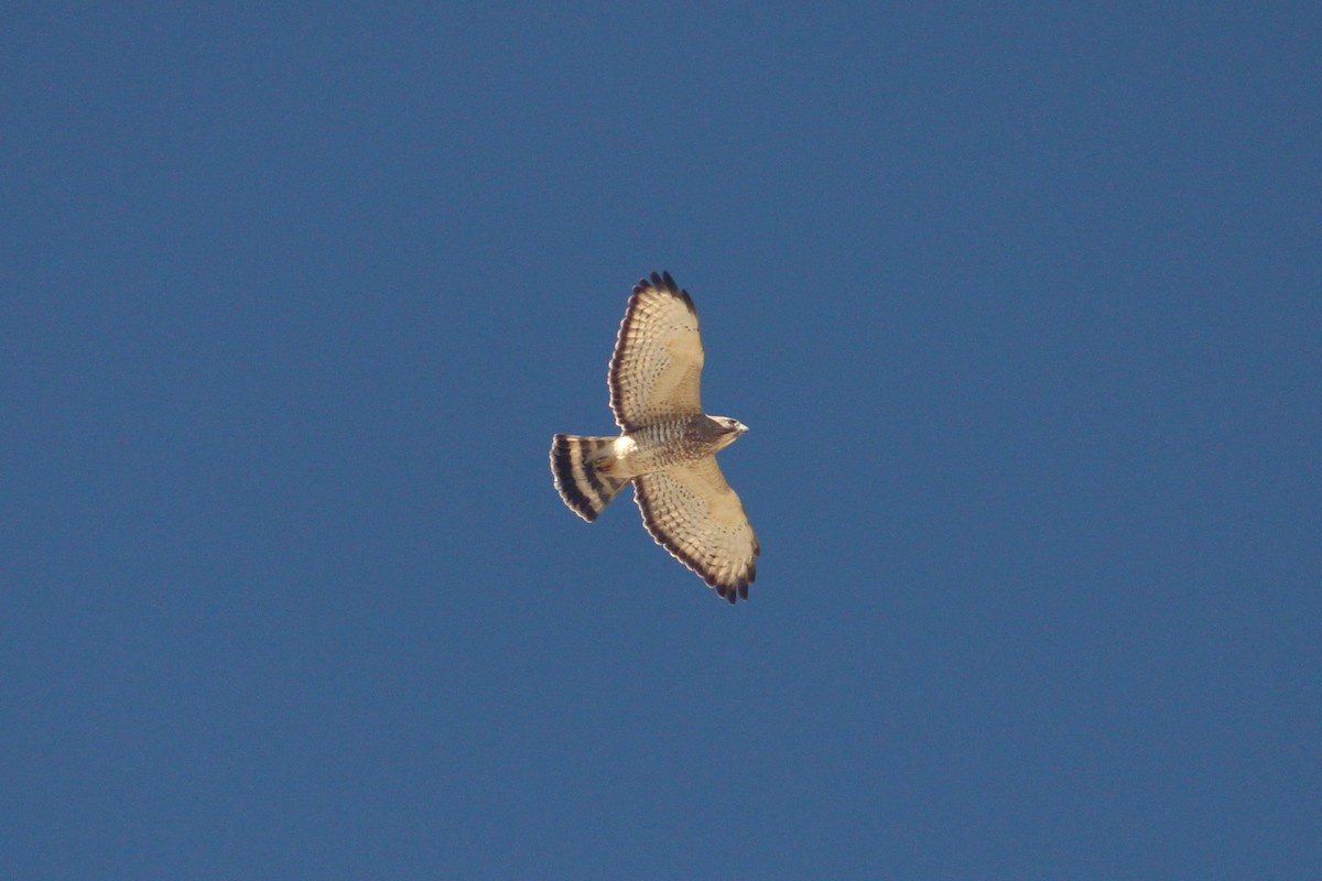 Broad-winged Hawk - ML226532381