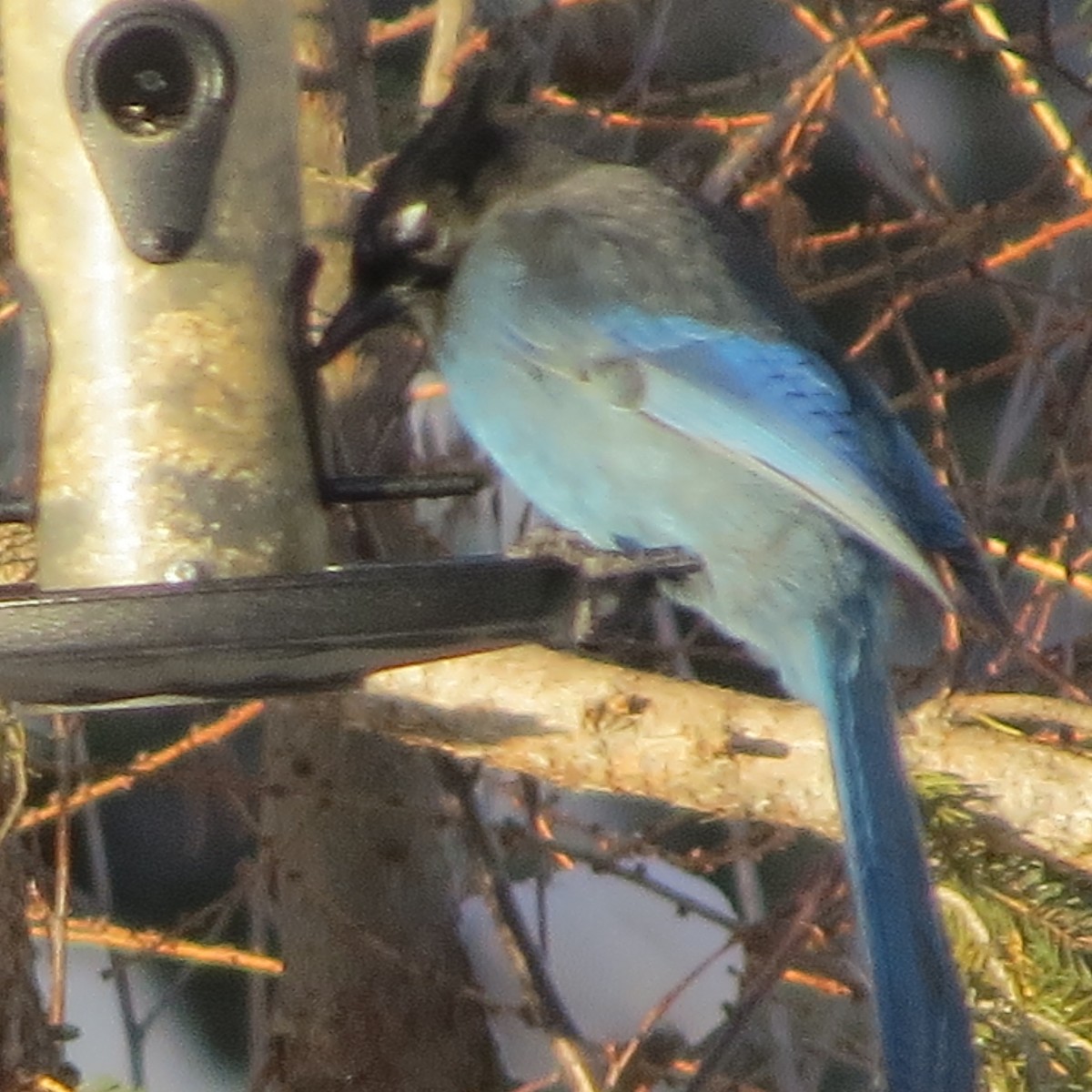 Steller's Jay - ML22653581